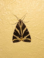 Papillon Ecaille Chinee, Euplagia quadripunctaria (ph. Mrugala F., Lyon, 07-2019)(2)